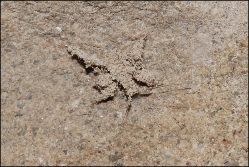 acaro  o ragnetto? No. Neanide di Reduviidae
